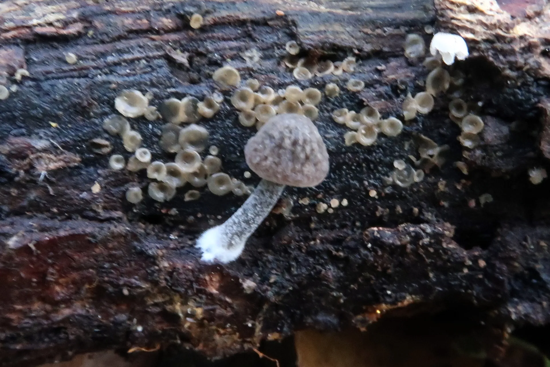 Pluteus thomsonii - 1 - IMG_4298